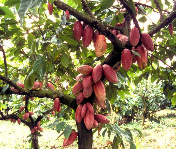 Cacao fruits