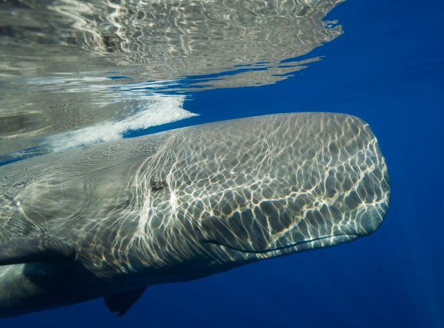 baleine