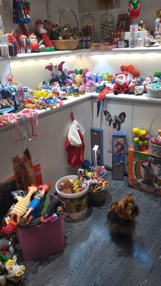 Rubis, au magasin pour animaux Pattes à Strass (Paris)