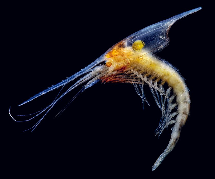 Ce crustacé lophogastridé se défend en crachant des particules bleues bioluninescentes