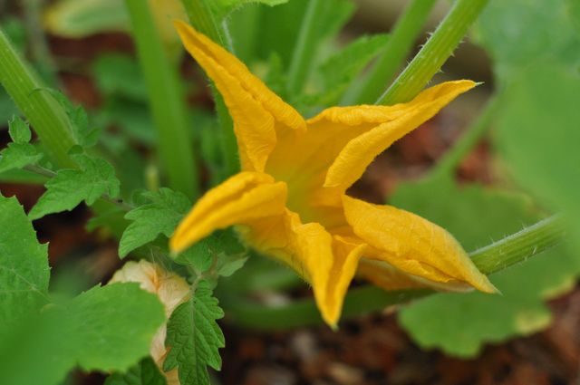 Fleur de courgette