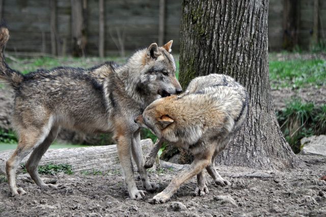 Deux loups gris