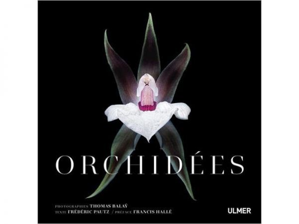 Orchidées
