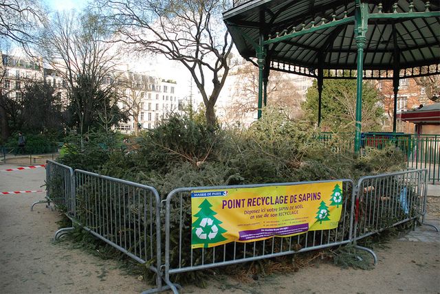 Recyclage de sapins à Paris