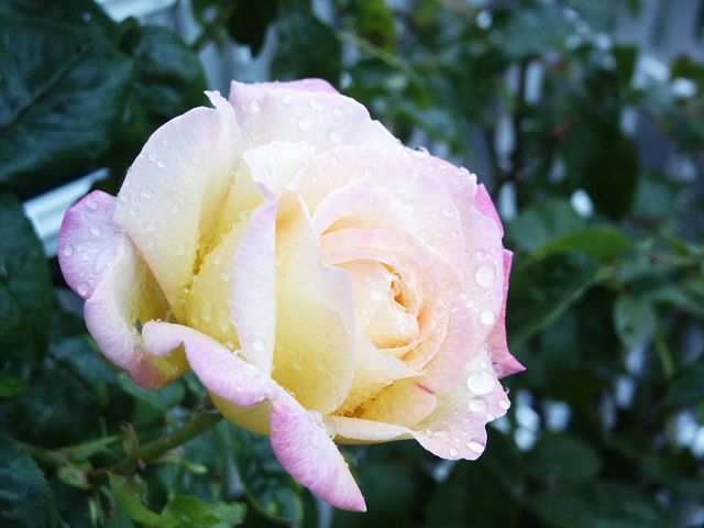 la rose de la paix