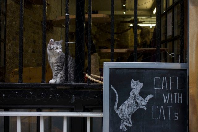Café avec des chats
