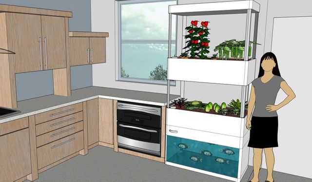 aquaponie Risebox