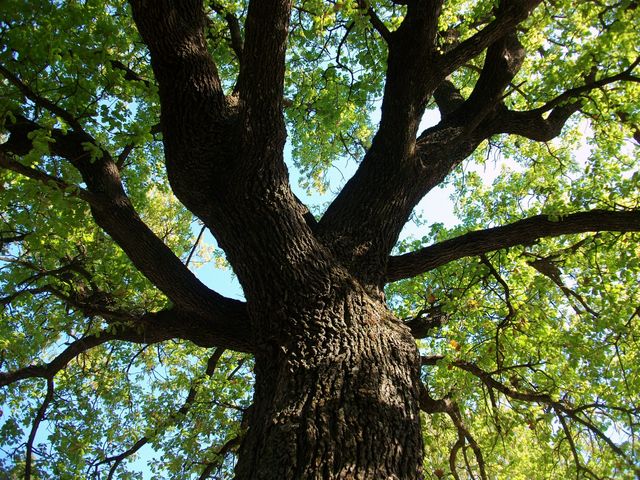 Arbre