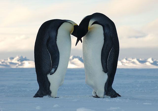 Manchot empereur amoureux