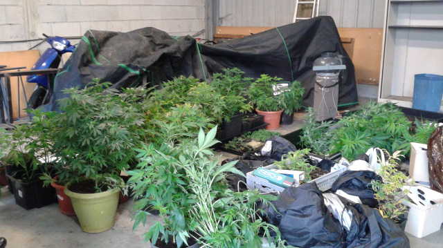 Les enquêteurs ont saisis plus de 500 pieds de cannabis