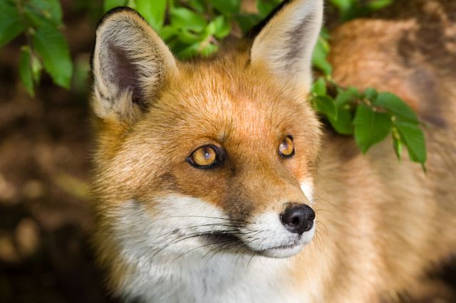 Renard roux, Vulpes vulpes