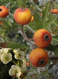 l'azerole