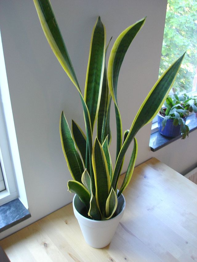 sansevieria