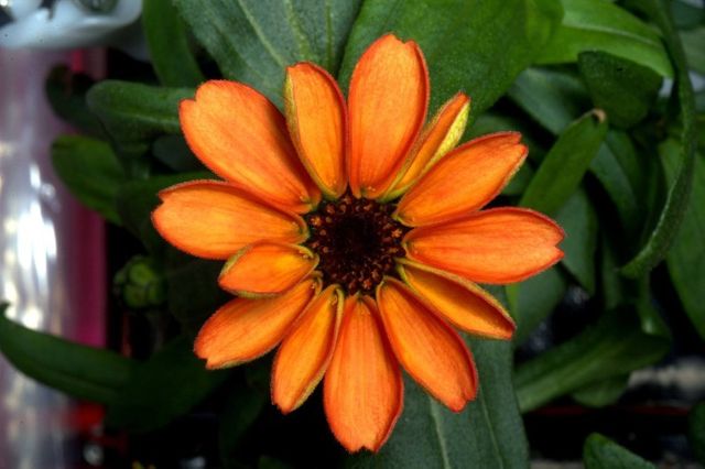 la fleur de l'espace