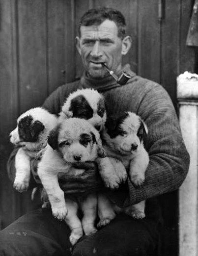 Thomas Crean, avec les chiots nés à bord de l'Endurance.