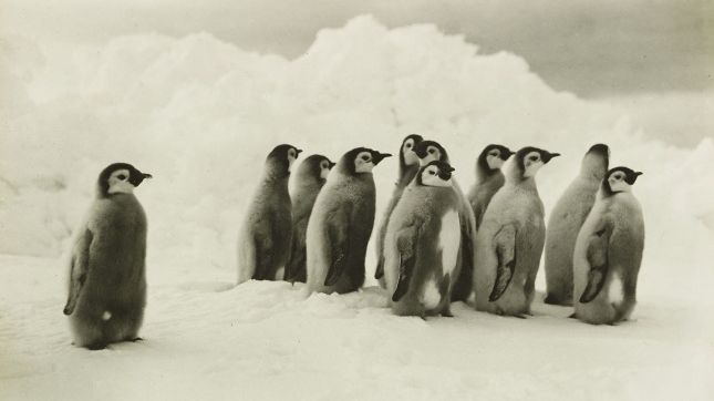 Des pingouins empereurs, photographiés par Frank Hurley.