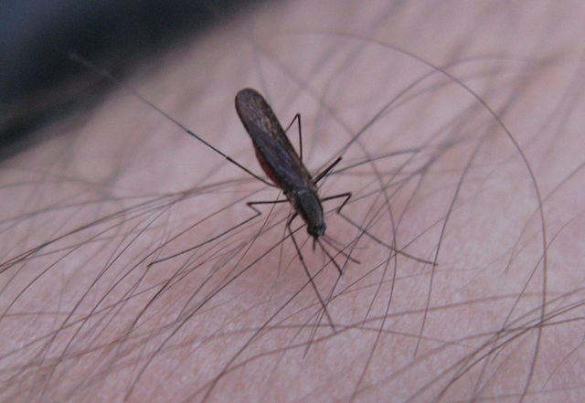 ce moustique pique un bras