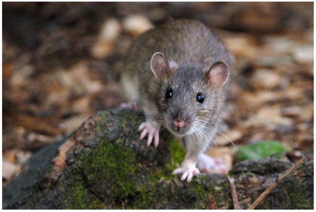 Le rat