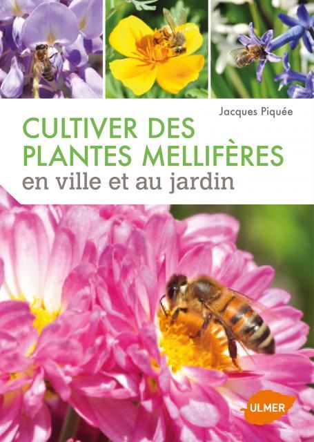Cultiver des plantes mellifères en ville et au jardin