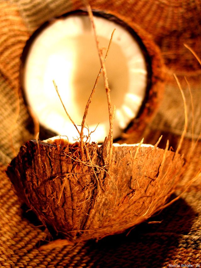 Noix de coco