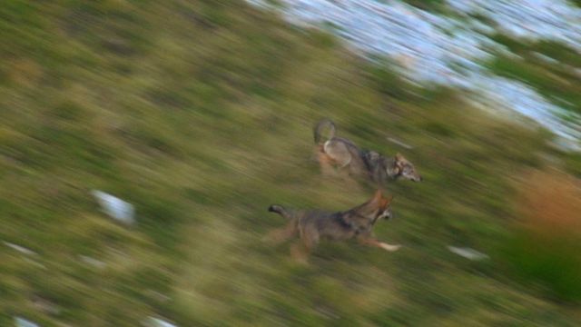 Loups dans le Dévoluy