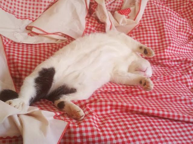 Caw le chat qui m'a adopté et que j'ai stérilisé