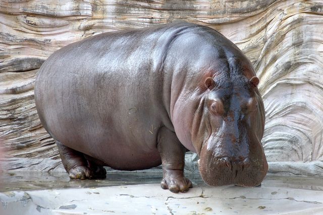 Hippopotame