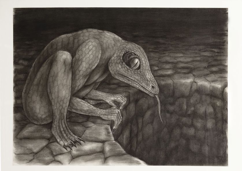 Mat BRINKMAN, Sans titre, date inconnue, Dessin, fusain sur papier, Coll.privée