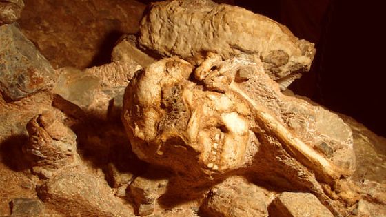 Little Foot (Australopithecus prometheus) dans la grotte de Sterkfontein - Purdue University