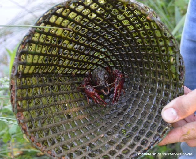 Ecrevisse de Louisiane