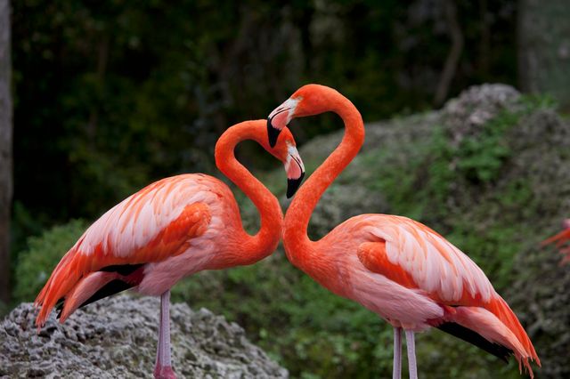 Deux flamands roses