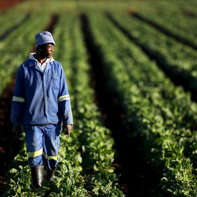 Un agriculteur dans ses champs en Afrique du Sud