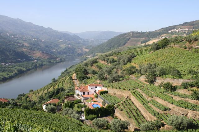 Les vignobles de Porto