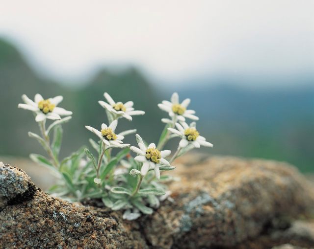 Edelweiss