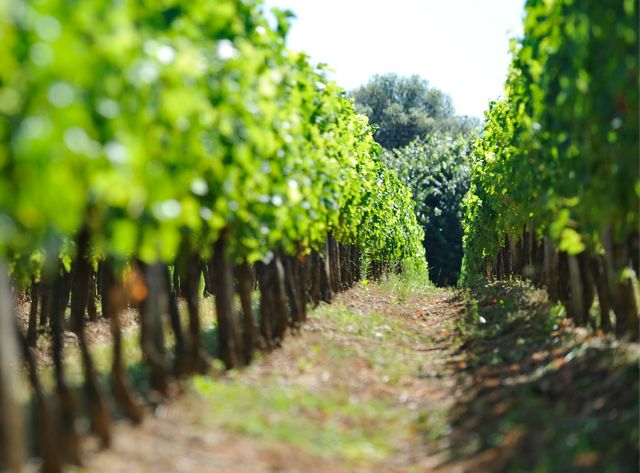 Des pesticides retrouvés dans des maisons proches des vignes du bordelais