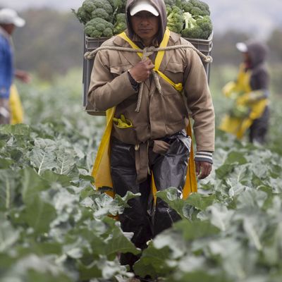 Des paysans équatoriens récoltent des brocolis à Latacunga
