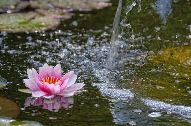 Nénuphar ou nénufar rose