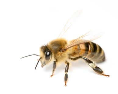 Abeille à miel