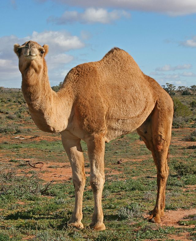 Un dromadaire australien