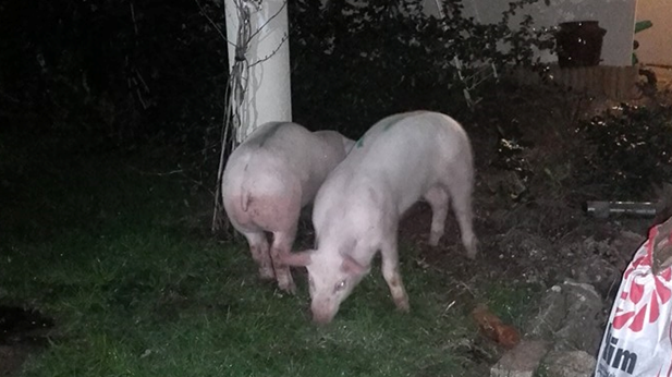 Assedic Limousin Poitou Charentes Limoges Limoges : les agriculteurs lâchent des cochons dans les jardins des