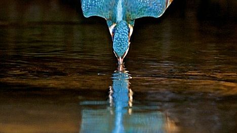 Le plongeon du martin-pêcheur ©Maxppp - Charlie Hamilton James
