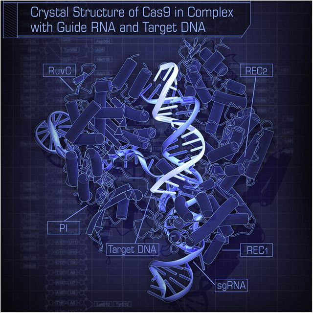 Crystal Structure of Cas9 in Complex with Guide RNA and Target DNA