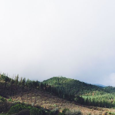 Déforestation