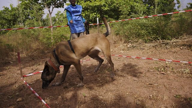 Chien de Handicap international