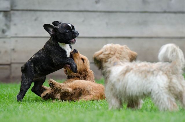 Aimer les animaux