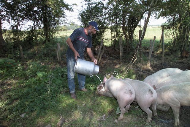 élevage porcin en extérieur