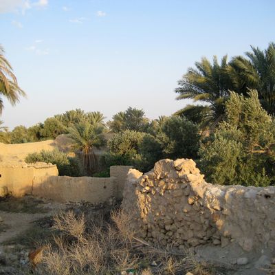 Oasis