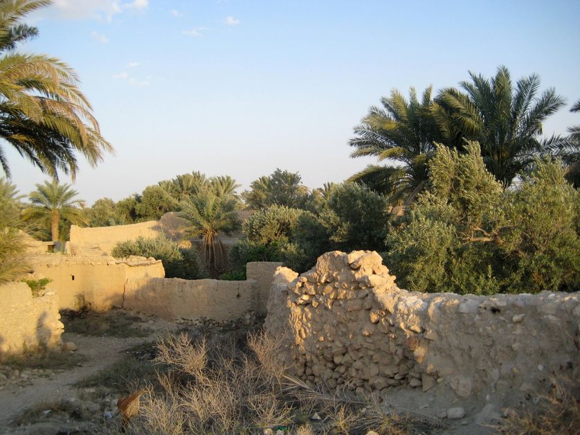Oasis
