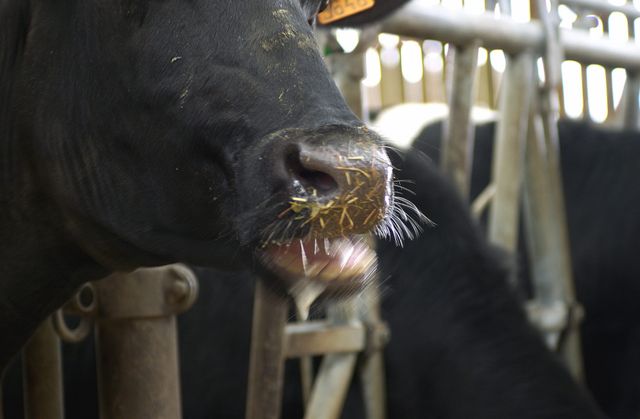 Un cas de vache folle confirmé en France