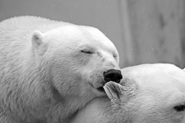 La tendresse